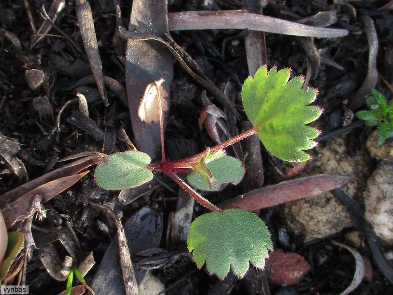 Pelargonium setulosum, photographed by Chris Vynbos
