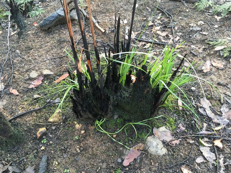 Gahnia grandis, photographed by Miguel de Salas