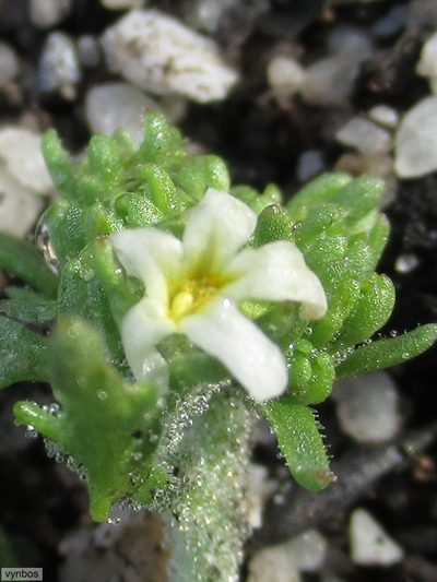 Manulea exigua, photographed by Chris Vynbos