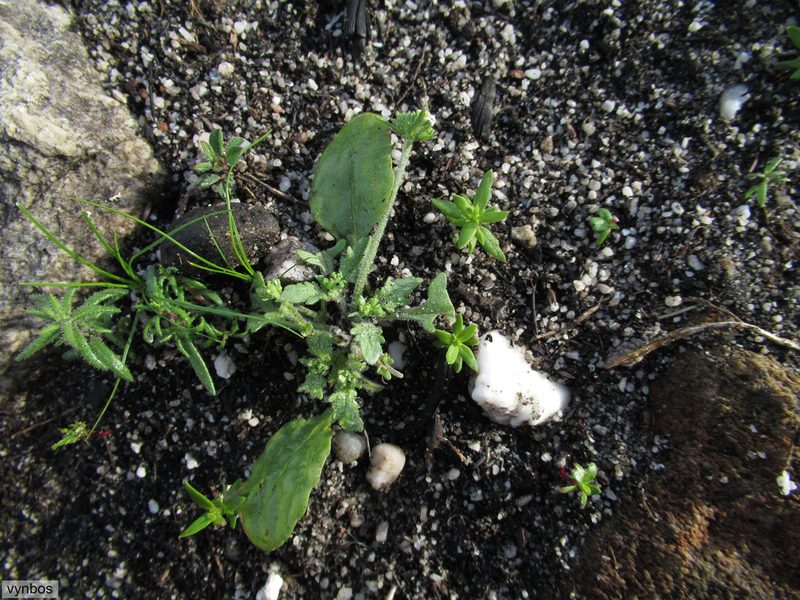 Manulea exigua, photographed by Chris Vynbos