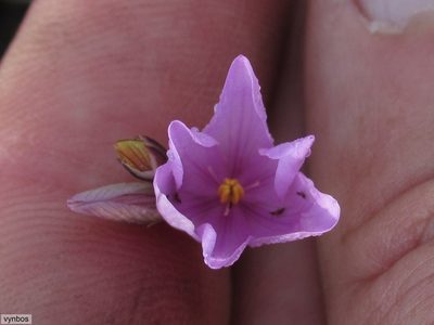 Ixia micrandra, photographed by Chris Vynbos