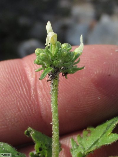 Manulea exigua, photographed by Chris Vynbos