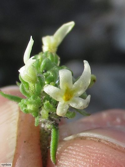 Manulea exigua, photographed by Chris Vynbos