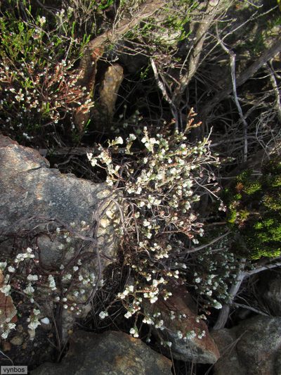 Erica xeranthemifolia, photographed by Chris Vynbos