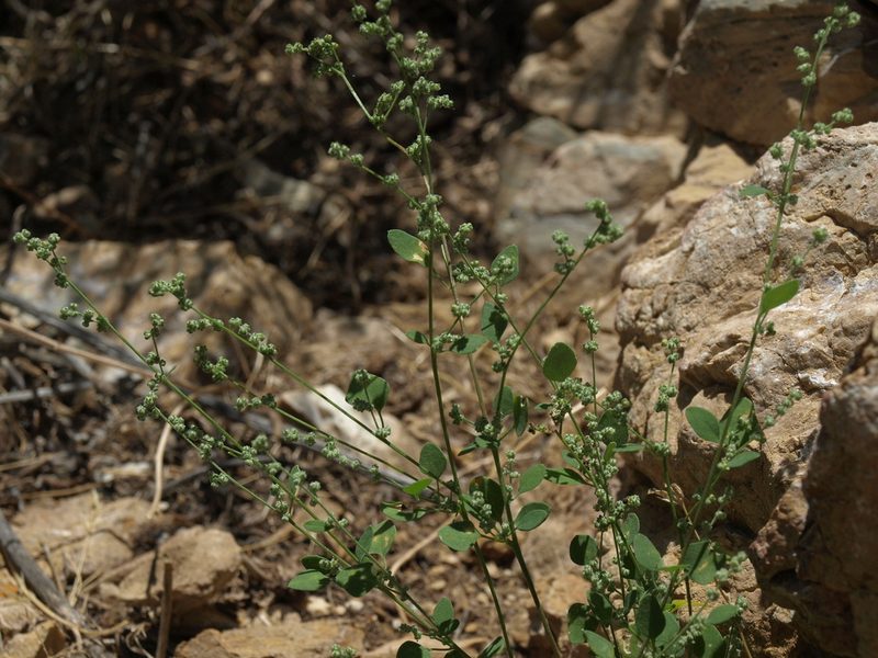 Chenopodium atrovirens, photographed by Jim Morefield