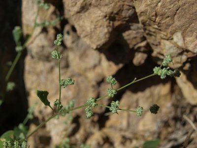 Chenopodium atrovirens, photographed by Jim Morefield