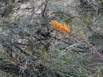 Grevillea pteridifolia, photographed by elawrey