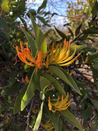 Dendrophthoe glabrescens, photographed by elawrey