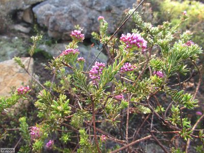 Metalasia serrata, photographed by Chris Vynbos