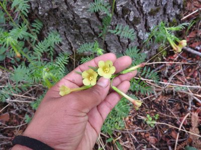 Polemonium pauciflorum, photographed by Leticia Jiménez Hernández