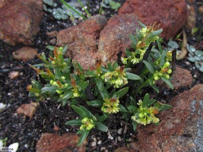 Clutia polygonoides, photographed by Chris Vynbos