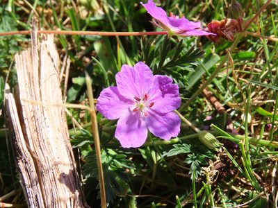 Erodium alpinum, photographed by Emanuele Santarelli