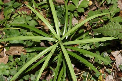 Podocarpus henkelii, photographed by Alan Manson