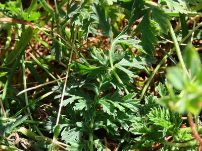 Erodium alpinum, photographed by Emanuele Santarelli