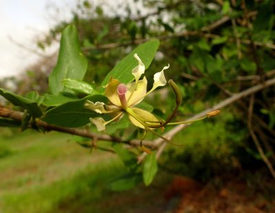 Cadaba fruticosa, photographed by Ajit Ampalakkad