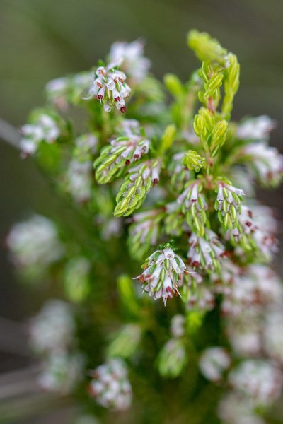 Erica ecklonii, photographed by magriet b