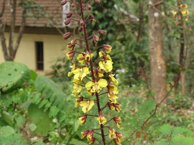 Hultholia mimosoides, photographed by Ajit Ampalakkad