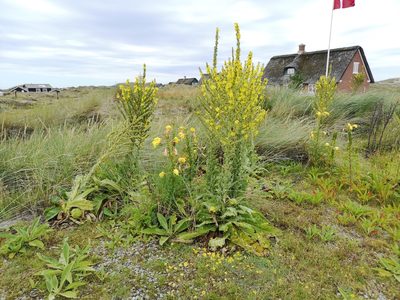 Verbascum speciosum, photographed by Jens-Christian Svenning
