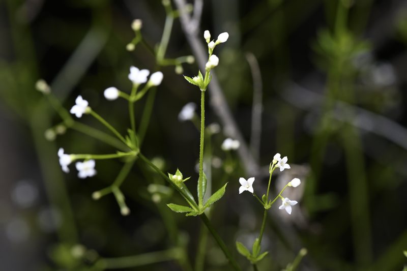 Galium mexicanum, photographed by Gerard Walschlager