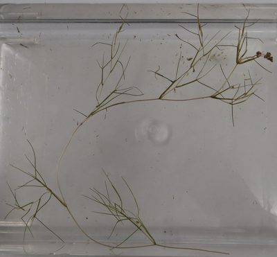 Stuckenia filiformis, photographed by Summit Metro Parks