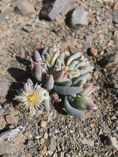 Mesembryanthemum grossum, photographed by Corne Brink
