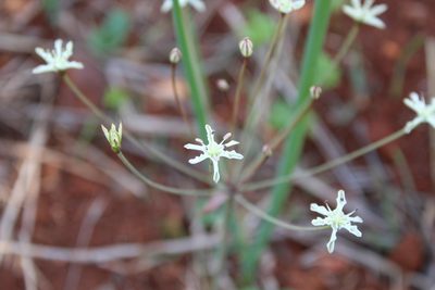Strumaria gemmata, photographed by Corne Brink