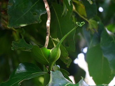 Psydrax dicoccos, photographed by Ajit Ampalakkad