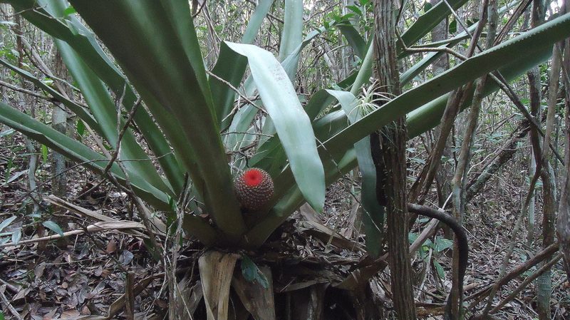 Karawata multiflora, photographed by russiannaturalistbrazil