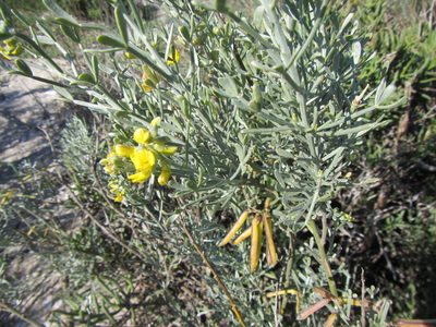 Calobota angustifolia, photographed by douglaseustonbrown