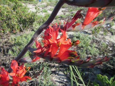 Babiana hirsuta, photographed by douglaseustonbrown