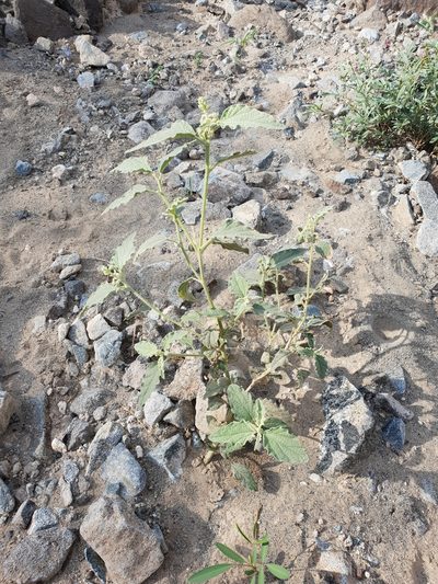 Chrozophora oblongifolia, photographed by Jacky Judas