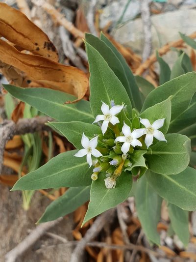 Rhazya stricta, photographed by Jacky Judas