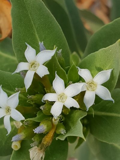 Rhazya stricta, photographed by Jacky Judas