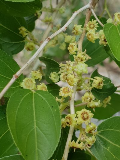 Ziziphus spina-christi, photographed by Jacky Judas