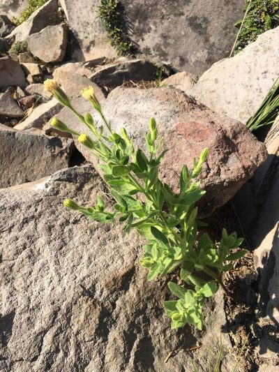 Arnica viscosa, photographed by Matt Berger