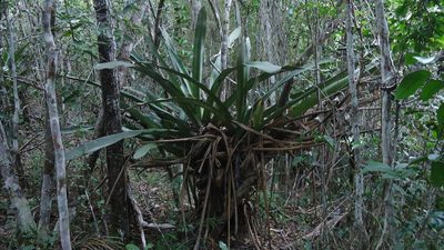 Karawata multiflora, photographed by russiannaturalistbrazil