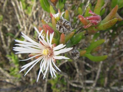 Vanzijlia annulata, photographed by douglaseustonbrown