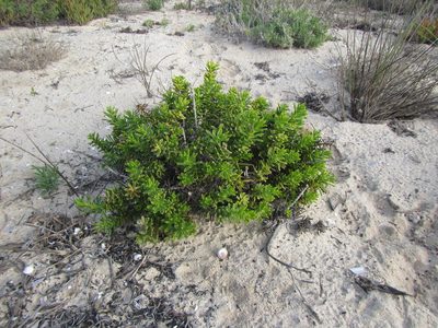 Pteronia onobromoides, photographed by douglaseustonbrown