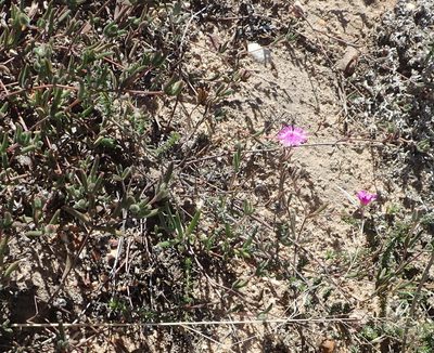 Drosanthemum gracillimum, photographed by Nicola van Berkel