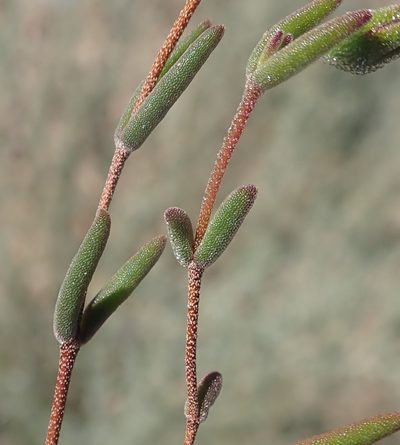 Drosanthemum gracillimum, photographed by Nicola van Berkel