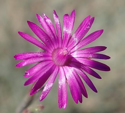 Drosanthemum gracillimum, photographed by Nicola van Berkel