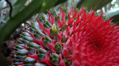 Karawata multiflora, photographed by russiannaturalistbrazil