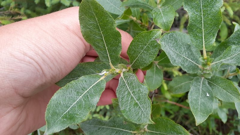 Salix cordata, photographed by Quinten Wiegersma