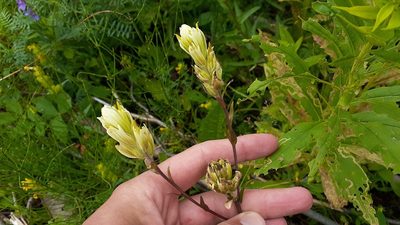 Castilleja septentrionalis, photographed by Quinten Wiegersma