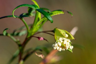 Cliffortia pedunculata, photographed by magriet b