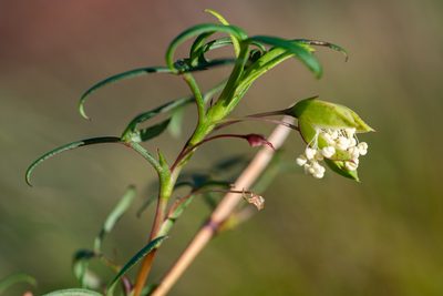 Cliffortia pedunculata, photographed by magriet b