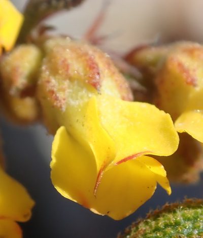 Hermannia decipiens, photographed by Nicola van Berkel