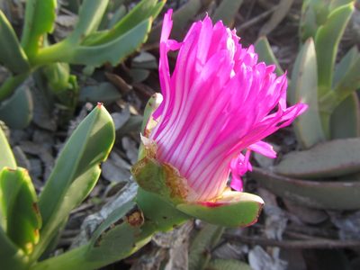 Carpobrotus quadrifidus, photographed by douglaseustonbrown