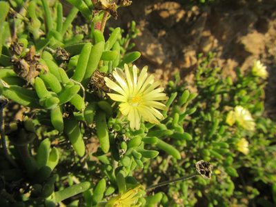 Delosperma crassum, photographed by douglaseustonbrown