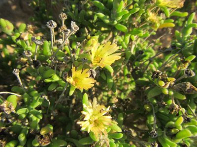 Delosperma crassum, photographed by douglaseustonbrown